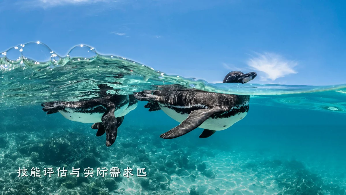 技能评估与实际需求匹
