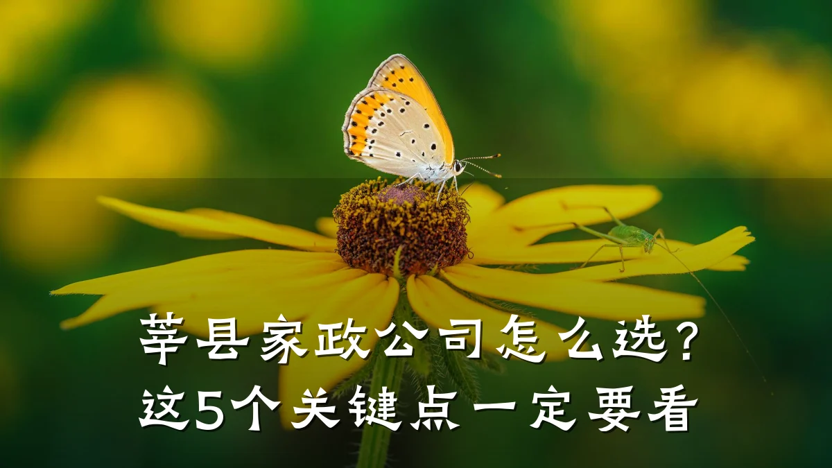 莘县家政公司怎么选？这5个关键点一定要看