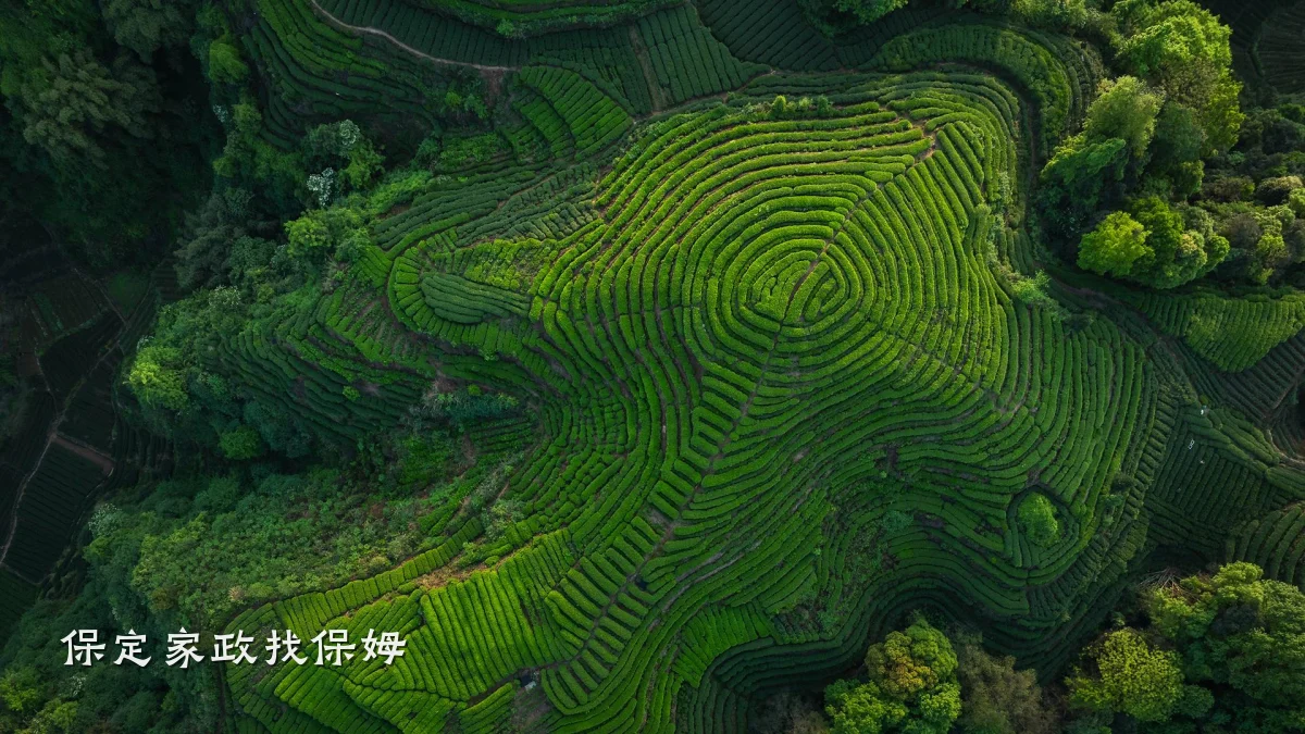 保定家政找保姆