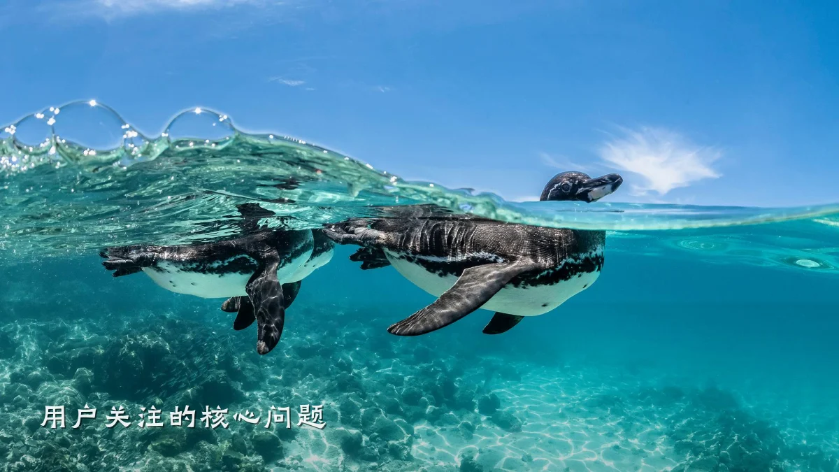 用户关注的核心问题