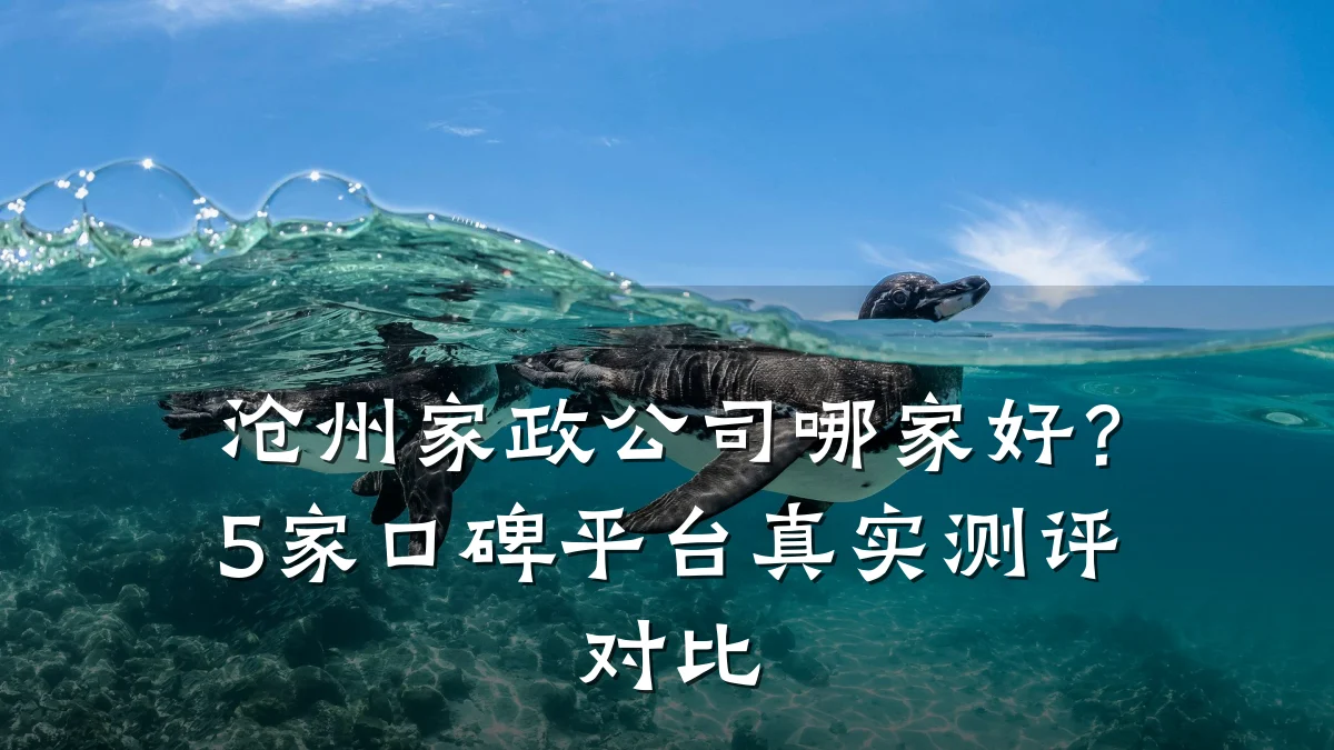 沧州家政公司哪家好？5家口碑平台真实测评对比