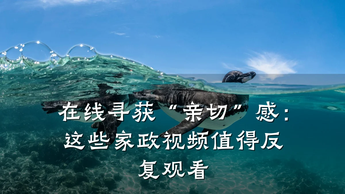 在线寻获“亲切”感：这些家政视频值得反复观看