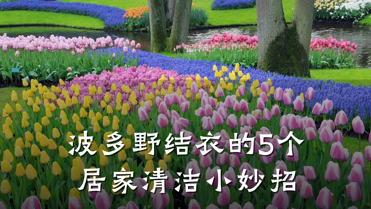 波多野结衣的5个居家清洁小妙招